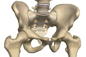 Hip Bone (Coxal Bone) – Anatomy, Location, Functions, & Diagram