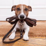 a little cute dog holding a leash in his mouth