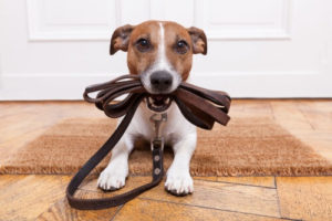 a little cute dog holding a leash in his mouth